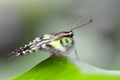 Tropical butterfly Tailed Green Jay Graphium agamemnon on a leaf.