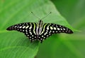 Tropical butterfly Tailed Green Jay Graphium agamemnon on a leaf.