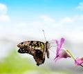 Tropical butterfly Tailed Green Jay Graphium agamemnon on a orchid flower.