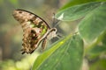 Tropical butterfly Tailed Green Jay Graphium agamemnon.