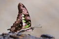 Tropical butterfly Tailed Green Jay Graphium agamemnon.