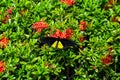 Tropical butterfly troides helena pollinates flowers in the garden Royalty Free Stock Photo