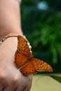 Tropical butterfly. Wildlife Sydney Zoo. New South Wales. Australia