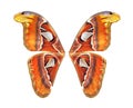 Tropical butterfly wings isolated on white. Attacus atlas. Atlas moth. Butterfly wings for design Royalty Free Stock Photo