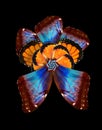 Tropical butterfly wings ornament. bright colorful flower from the wings of butterflies. exotic tropical flower