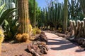 Tropical cactus and agava garden in Gran Canaria, Spain Royalty Free Stock Photo