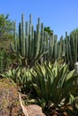 Tropical cactus and agava garden in Gran Canaria, Spain