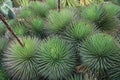 Tropical Cactus Background Aloe Polyphylla