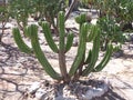 Tropical cactus plants in Mitla city at important archeological site of Zapotec culture in Oaxaca state, Mexico Royalty Free Stock Photo