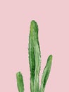 Green cactus. South western plant. Botanical detail for greeting, invitation, card, postcard. Watercolour illustration