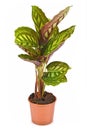 Tropical `Calathea Flamestar` house plant with leaves raised during nighttime with beautiful striped pattern in flower pot