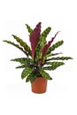 Tropical `Calathea Lancifolia` houseplant, also called `Rattlesnake Plant` with exotic dot pattern in flower pot