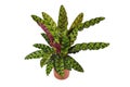 Tropical `Calathea Lancifolia` houseplant, also called `Rattlesnake Plant` with exotic dot pattern in flower pot Royalty Free Stock Photo