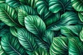 Tropical Calathea leaves background. Generative AI