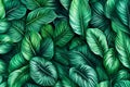 Tropical Calathea leaves background. Generative AI