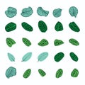 Tropical calathea leaves set. Botanical hand drawn exotic pattern leaf. Template elements for foliage nature eco design