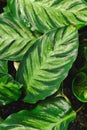Tropical `Calathea Louisae` plant with multicolored green stripe pattern Royalty Free Stock Photo