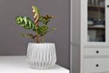 Tropical `Calathea Makoyana` Prayer Plant in flower pot on table