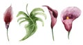 Tropical calla flowers and leaf watercolor set