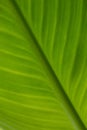 Tropical Canna Green leaf background or abstract green nature texture background Royalty Free Stock Photo