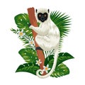 tropical capuchin monkey with leafs palms