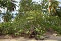 Tropical Caribbean vegetation next to beach