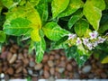 Tropical Caricature leaves bloom with little white and pink flowers