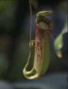 tropical carnivorous pitcher plant