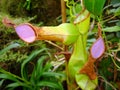 Tropical carnivorous plant