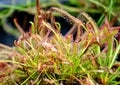 Tropical carnivorous sundew plant with dew drops on hairs Royalty Free Stock Photo