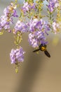 Tropical carpenter bee swarming on Duranta flower Royalty Free Stock Photo