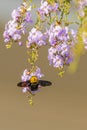 Tropical carpenter bee swarming on Duranta flower Royalty Free Stock Photo