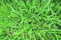Tropical Carpet grass