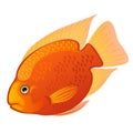 Tropical cartoon fish orange Midas cichlid or Amphilophus citrinellus isolated on white background. Vector illustration. Royalty Free Stock Photo