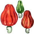 Tropical cashew fruit isolated, watercolor