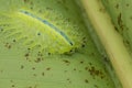 Tropical caterpillar on green leaf macro photo. Slug moth caterpillar. Royalty Free Stock Photo