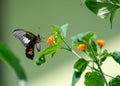 Tropical Cattleheart butterfly feeding on a flowering shrub