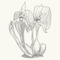 Tropical cattleya orchid flower sketch postcard. Botanical drawing in monochrome style.