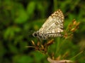 small butterfly Pyrgus oileus