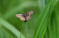 Tropical Checkered Skipper butterfly Pyrgus oileus