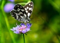 Tropical Checkered-Skipper (pyrgus oileus)