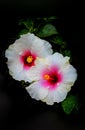 Beautiful pair of chinese white hibiscus flowers
