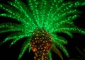 Tropical Christmas Tree, Lit Phoenix Palm Background