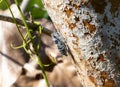 Tropical Cicada Perched on a Tree in Brazil