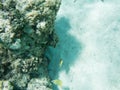 Tropical Citron Butterflyfish at Yejele Beach Royalty Free Stock Photo