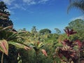 Tropical climate with jungle vegetation natural background. Mixt trees landscape, dense forest with vibrant and colorful leaves Royalty Free Stock Photo