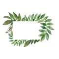 Tropical climbing plants. Watercolor rectangular frame, vine branches isolated on white background. Hand painted green leaves,