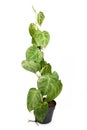 Tropical climbing `Syngonium Macrophyllum Frosted Heart` houseplant in flower pot on white background