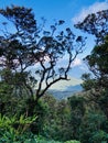 Tropical cloud forest scenery in sri lanka
