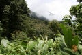 Tropical cloudforest 2